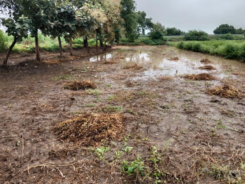 Return rains in Marathwada; Heavy rains in 34 circles in seven days, the remaining crops also got muddy | परतीच्या पावसाने मराठवाड्यात दाणादाण; ३४ मंडळात अतिवृष्टी, शिल्लक पिकेही चिखलात