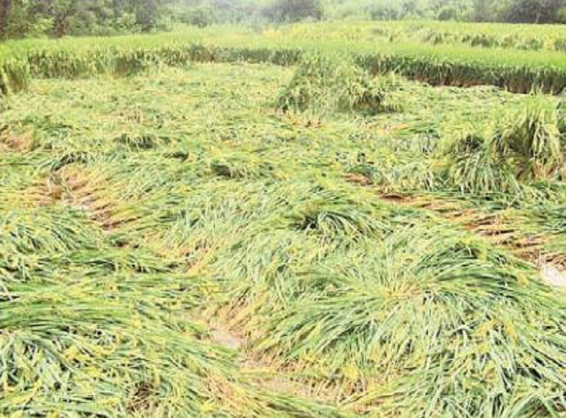In Parbhani Ignorance towards damaged crops due to rain fall | परभणीत अवकाळी पावसाने नुकसान झालेल्या पिकांचे पंचनामे करण्याकडे दुर्लक्ष 