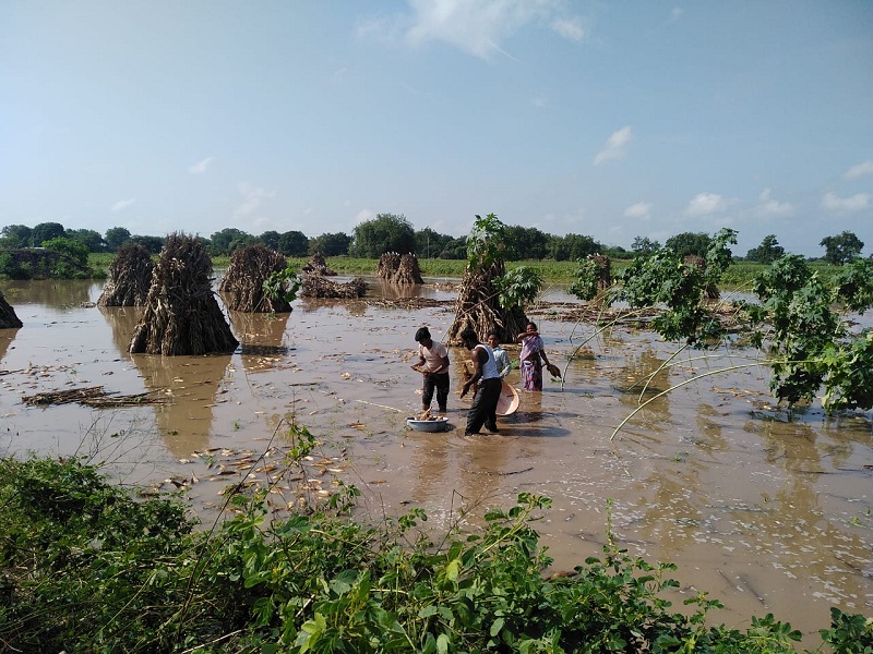 Loss of crops on 30 lakh hectares in Marathwada due to return rains | परतीच्या पावसाने मराठवाड्यातील ३० लाख हेक्टरवरील पिकांचे नुकसान