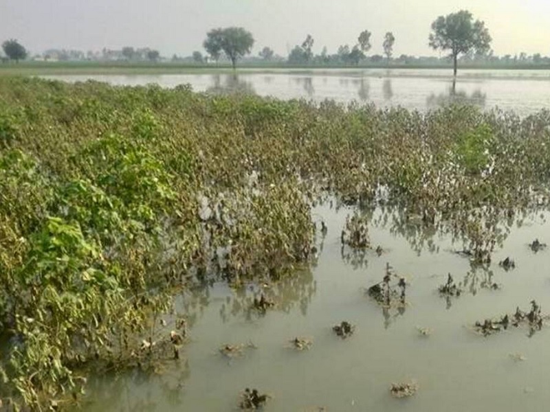 Crop loss on 11 thousand hectares in Pune district, agriculture department estimate; Panchnamas begin | पुणे जिल्ह्यात ११ हजार हेक्टरवरील पिकांचे नुकसान, कृषी विभागाचा अंदाज; पंचनाम्यांना सुरुवात