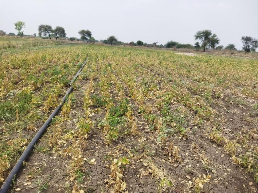 The heat of the sun and the blow of MSEDCL; Soybeans sprouted on 143 hectares | उन्हाचा चटका आणि महावितरणचा फटका; १४३ हेक्टर वरील सोयाबीन होरपळले 