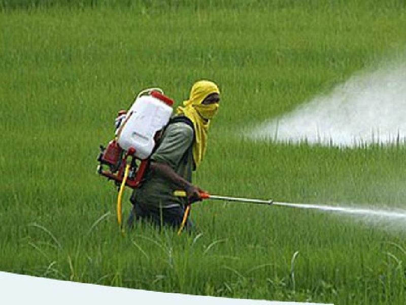  Thousands of pesticides are worthless; 31,709 Inspection of patterns | कीटकनाशकांचे दीड हजारांवर नमुने निकृष्ट; ३१,७०९ नमुन्यांची तपासणी