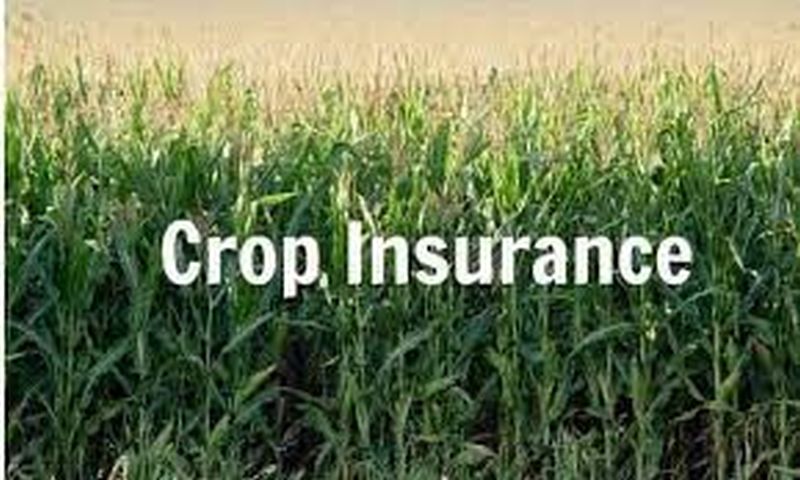 Farmers' not keen to crop insurance | पीक विम्याकडे शेतकऱ्यांची पाठ