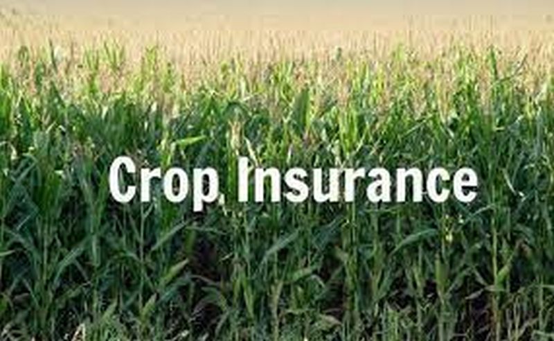 Complaints of only 38,000 farmers to the insurance company | केवळ ३८ हजार शेतकऱ्यांच्या तक्रारी विमा कंपनीकडे