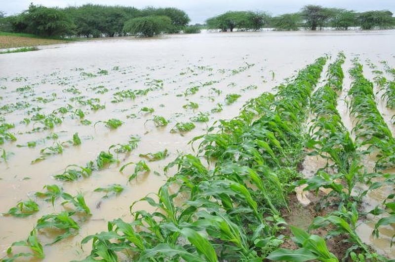 74,000 farmers in Akola district lose crops on 51,000 hectares! | अकोला  जिल्ह्यात ७४ हजार शेतकऱ्यांचे ५१ हजार हेक्टरवरील पिकांचे नुकसान!