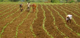 Due to the absence of rain, crops of 42 thousand hectares in danger of Jamod taluka | पावसाअभावी जळगाव जामोद तालुक्यातील ४२ हजार हेक्टरवरील पिके धोक्यात