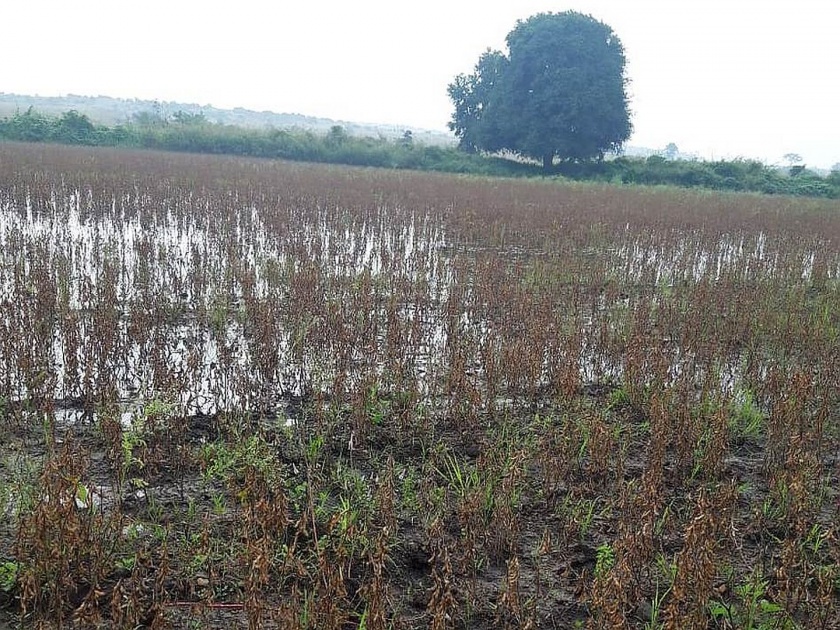 Post-monsoon rains hit agriculture; Impact of crop in 12 lakh hectares | अवकाळी पावसाचा शेतीला मोठा फटका; १२ लाख हेक्टरमधील पीक बाधित