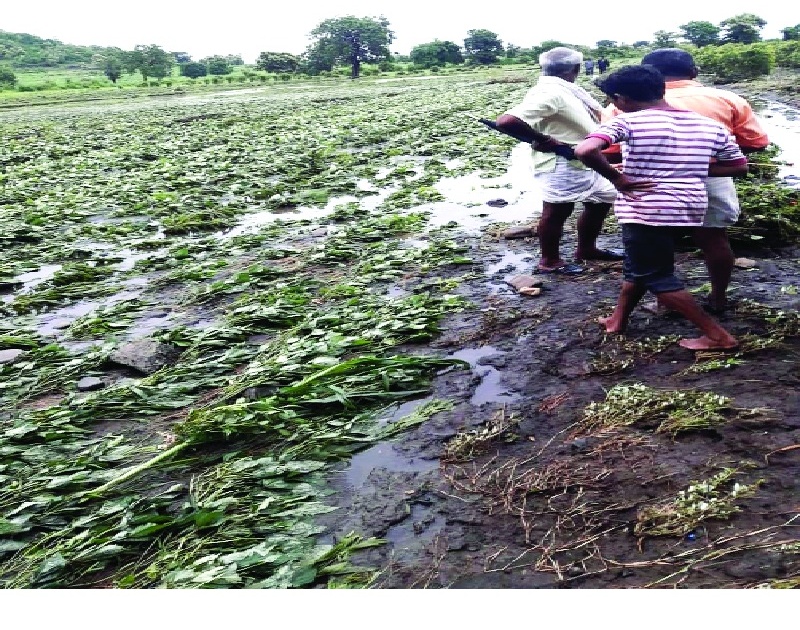Lost crops in Mahur taluka | माहूर तालुक्यातील पिके गेली वाहून