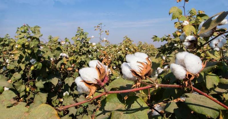 Rainfall soaked cotton over millions of hectares! | अवकाळी पावसाने लाखो हेक्टरवरील कापूस भिजला!