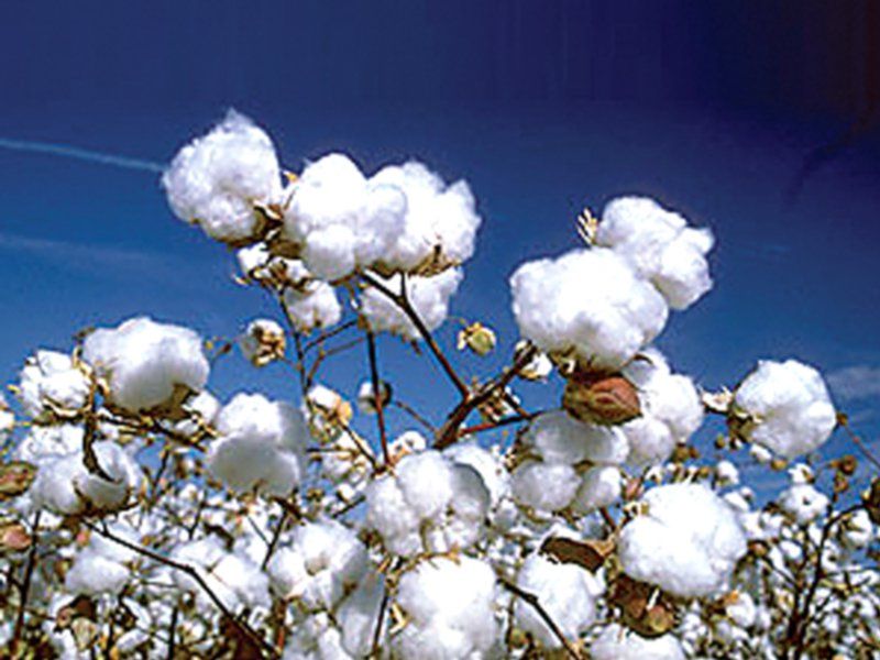 cotton-Soyabean Production At 70% ? | कपाशी-सोयाबीनचे उत्पादन ७० टक्क्यांवर ?