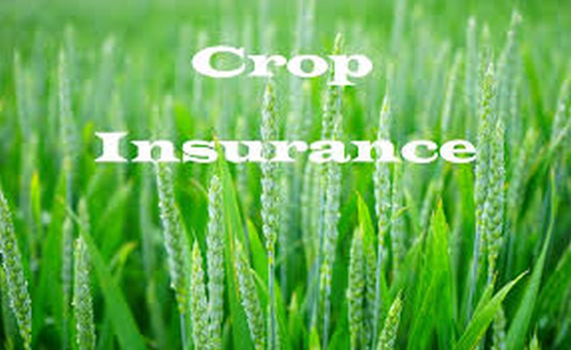 Insurance plan for wheat, gram crop! | गहू, हरभरा पिकासाठी विमा योजना!