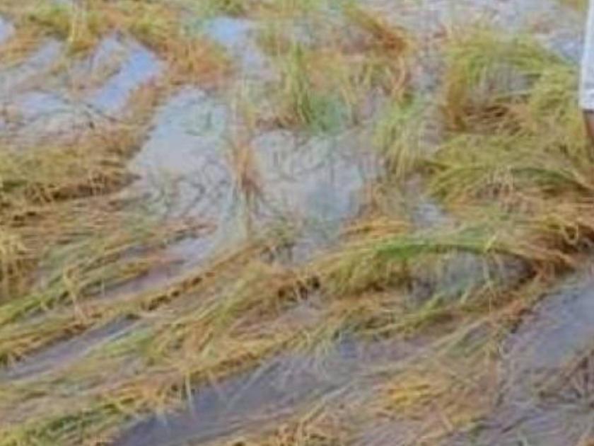 Heavy crop damage due to hail unseasonal rain Guardian Minister order to make Panchnama | गारपीट, अवकाळी पावसामुळे पिकांचे मोठे नुकसान; पंचनामे करण्याचे पालकमंत्र्यांचे आदेश