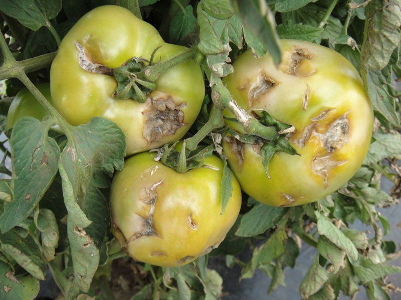 Crop and fruit loss in 16,351 hectare area in Nagpur district | नागपूर जिल्ह्यात १६,३५१ हेक्टर क्षेत्रातील पीक व फळांचे नुकसान