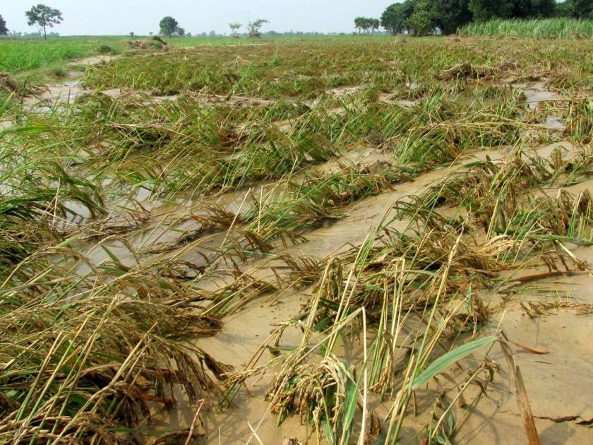 36 crore relief fund to the district for the loss of crops throughout the year | शेतपिकांच्या नुकसानीसाठी जिल्ह्याला वर्षभरानंतर ३६ कोटीचा मदत निधी