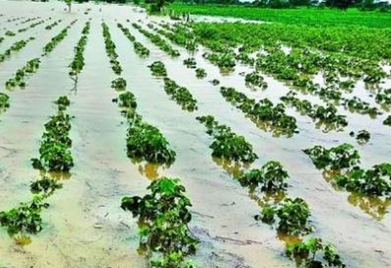 Crops damaged due to heavy rains in Sangrampur taluka | संग्रामपूर तालुक्यात अतिवृष्टीमुळे पिकांचे नूकसान