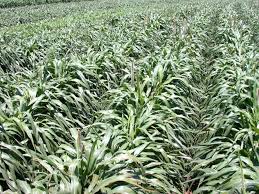  Climate change in the Buldhana Summer crop damaged | वातावरणातील बदलाने होरपळताहेत बुलडाणा जिल्ह्यातील उन्हाळी पीके!