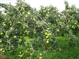 CropSap scheme expanded; Mango, pomegranate, orange orchard | ‘क्रॉपसॅप’ योजनेची व्याप्ती वाढली ; आंबा, डाळींब, संत्रा फळपिकांचा समावेश  