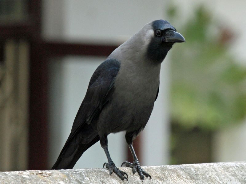 jara hatke News, talking crow in Ghansoli | ऐकावं ते नवल! घणसोलीत सापडला बोलका कावळा