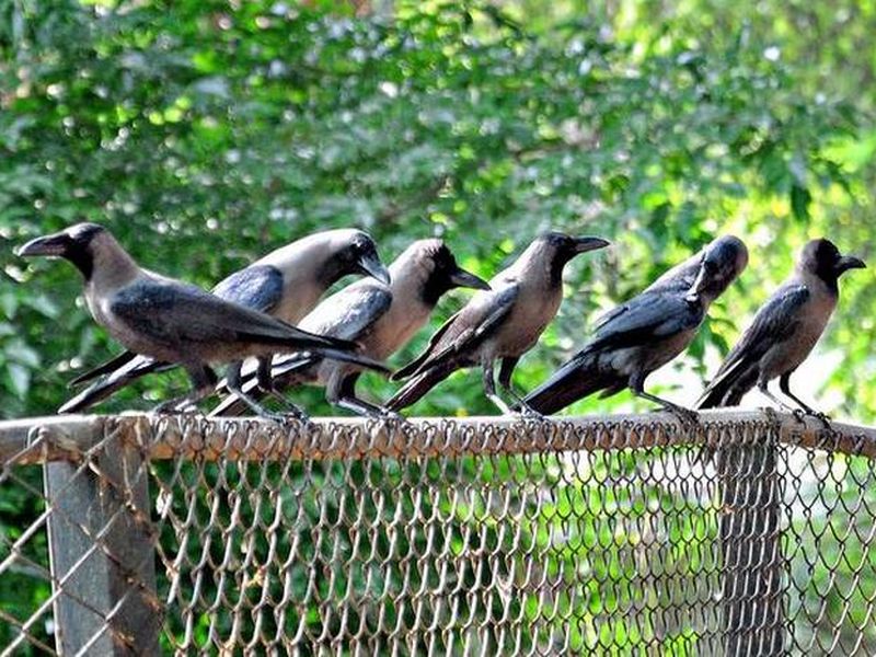 Scare of bird flu; In eight days, 21 crows and three sparrows died | बर्ड फ्ल्यूची धास्ती; आठ दिवसांत २१ कावळे व तीन चिमण्यांचा मृत्यू