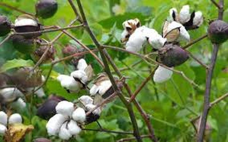 Cotton area to increase in the state this year! | राज्यात यावर्षी कापसाचे क्षेत्र वाढणार!