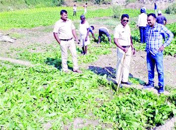 Action taken on leafy farms | पालेभाज्यांच्या मळ्यांवर केली कारवाई