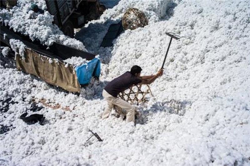 Cotton get eleven thousand per quintal rate | पांढरे सोने अकरा हजारांच्या उबरठ्यावर