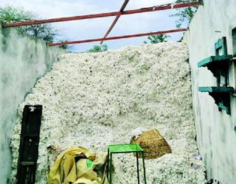 Cotton in house; Farmers in crisis! | कापूस घरात; शेतकरी संकटात!