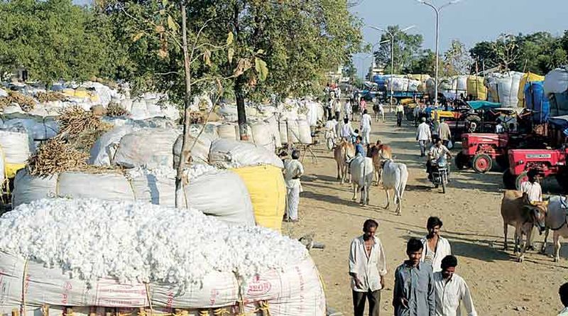 Registration for purchase of cotton started at Khamgaon | खामगाव येथे कापूस खरेदीसाठी नोंदणी सुरू