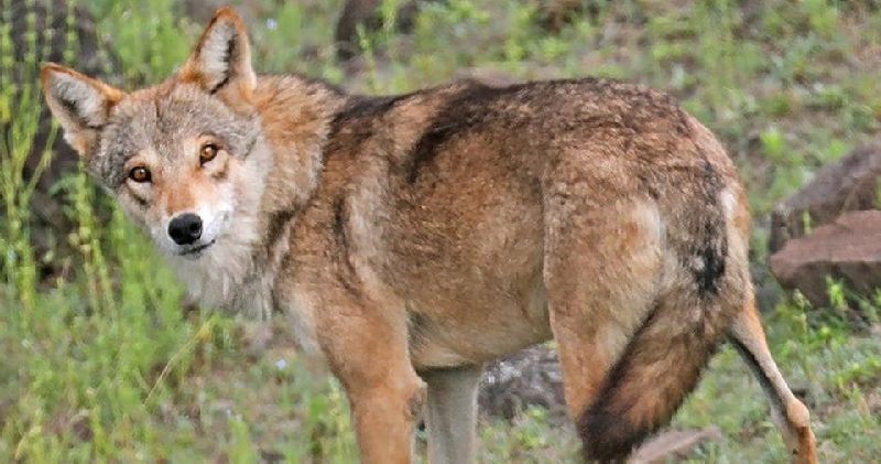 Another dead wolf found in Melghat positive for rabies | मेळघाटातील दुसराही मृत लांडगा रेबीज पॉझिटिव्ह, अहवालातून स्पष्ट