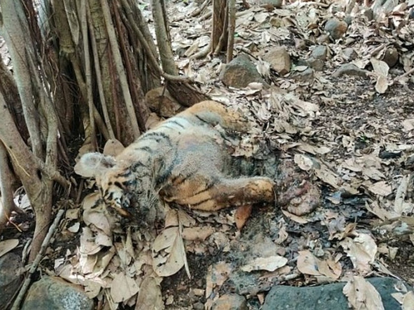 cub found dead in the forest of Melghat | मेळघाटच्या जंगलात छावा मृतावस्थेत आढळला; अधिकारी घटनास्थळी
