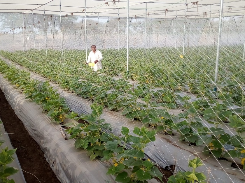 The farmer take bumper cucumber crop | साखरडोहच्या शेतकऱ्याने शेडनेटमध्ये फुलविली काकडी 