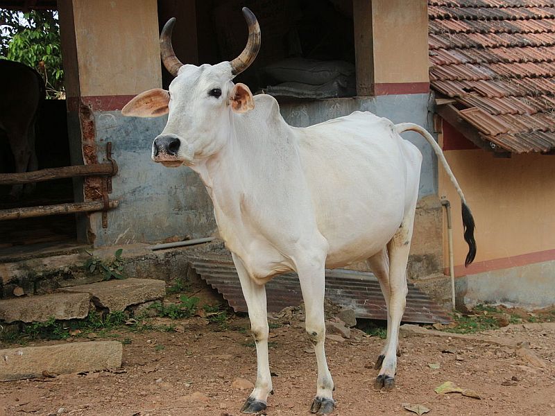 Gujarat's next big wedding, witnessing a cow, will have 7 rounds in surat marriage | गुजरातचा आगळावेगळा लग्नसोहळा, गाईला साक्षी मानून 7 फेरे होणार