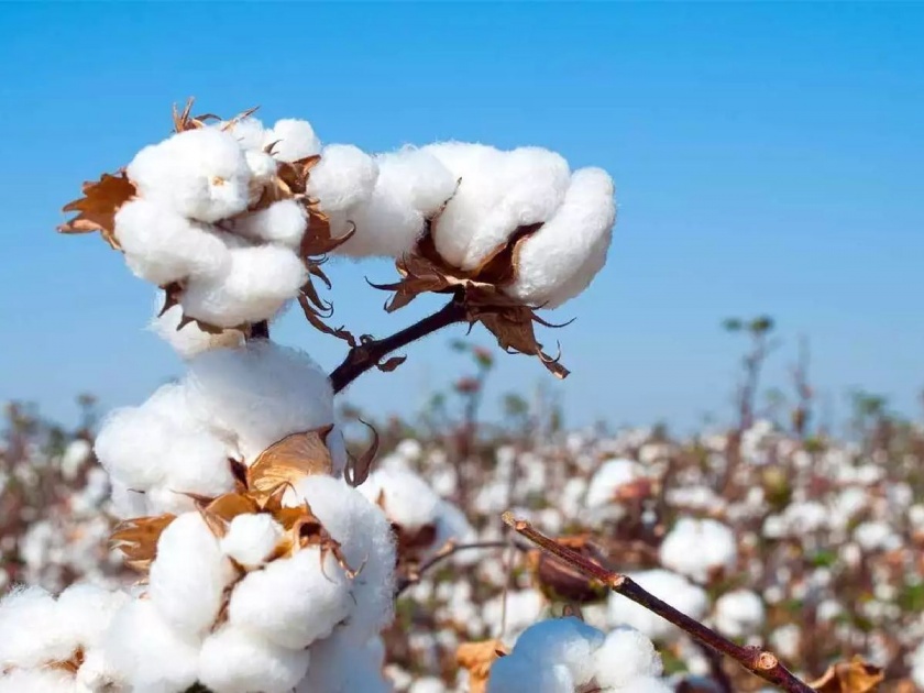 relief to farmers; Cotton trading on MCX expected to restart in 10 days | शेतकऱ्यांना दिलासा; कापसाचे वायदे १० दिवसांत हाेणार सुरू