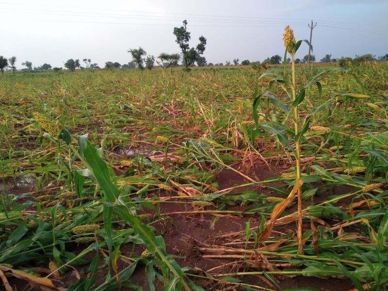 Storms ravage crops | वादळी पावसामुळे पिके जमीनदोस्त
