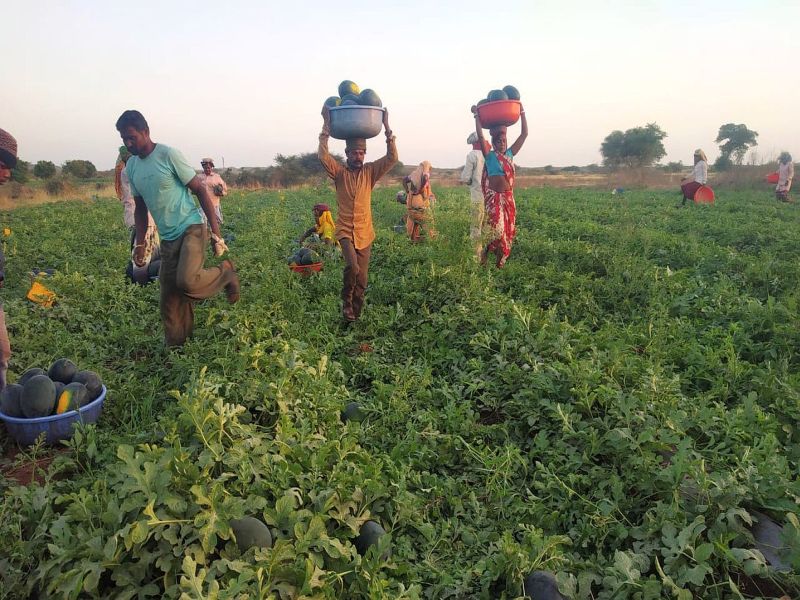 The farmers felt the watermelon in free of cost to the villagers | शेतकऱ्यानी वाटले ग्रामस्थांना फुकटात टरबुज