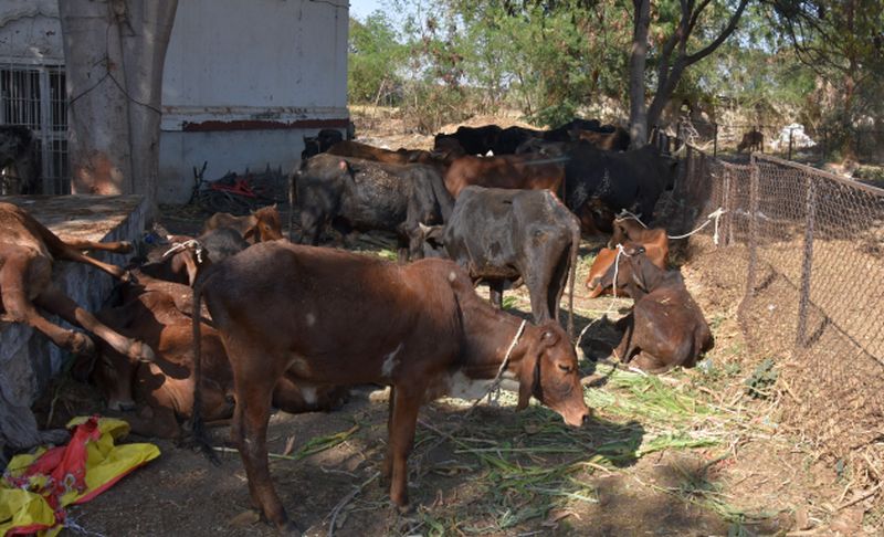 Devpur police vigilance reveals cattle smuggling | देवपूर पोलिसांची सतर्कता गुरांची तस्करी केली उघड