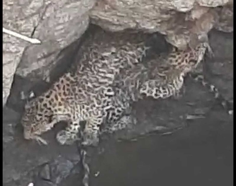 Two leopards lying in the well safe, successful performance of the forest department | विहिरीत पडलेले दोन बिबटे सुखरुप, वन विभागाची यशस्वी कामगिरी