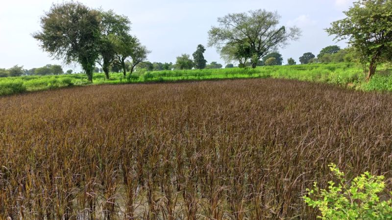 Black rice cultivation is flourishing in Bhendala area in Gadchiroli district | गडचिरोली जिल्ह्यात भेंडाळा परिसरात फुलत आहे काळ्या तांदळाची शेती