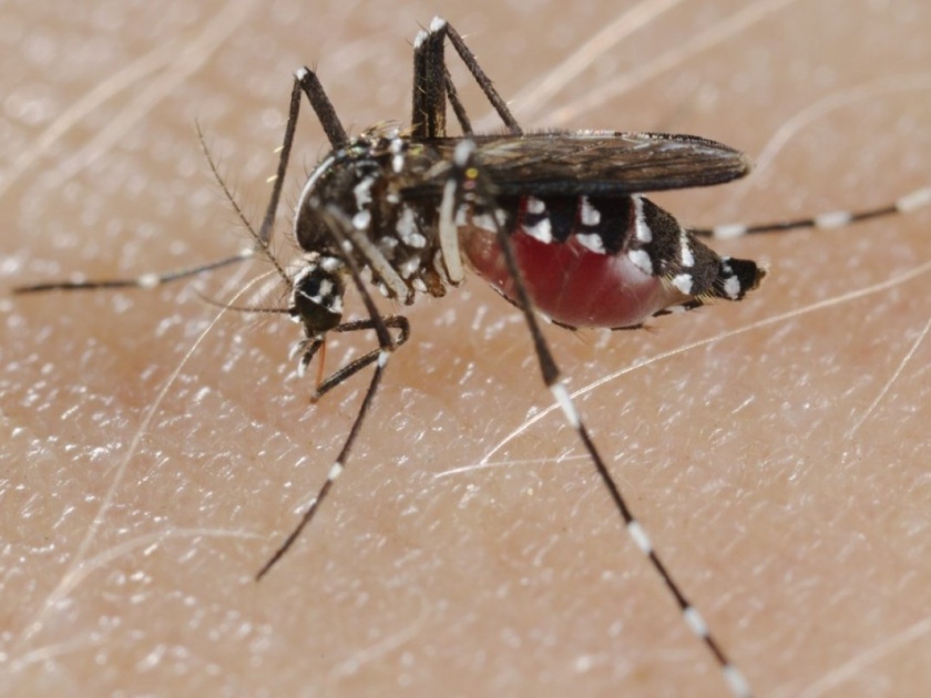 Up to five hundred dengue people are suspected in the district | जिल्ह्यात डेंग्यूचे संशयित पाचशेपर्यंत