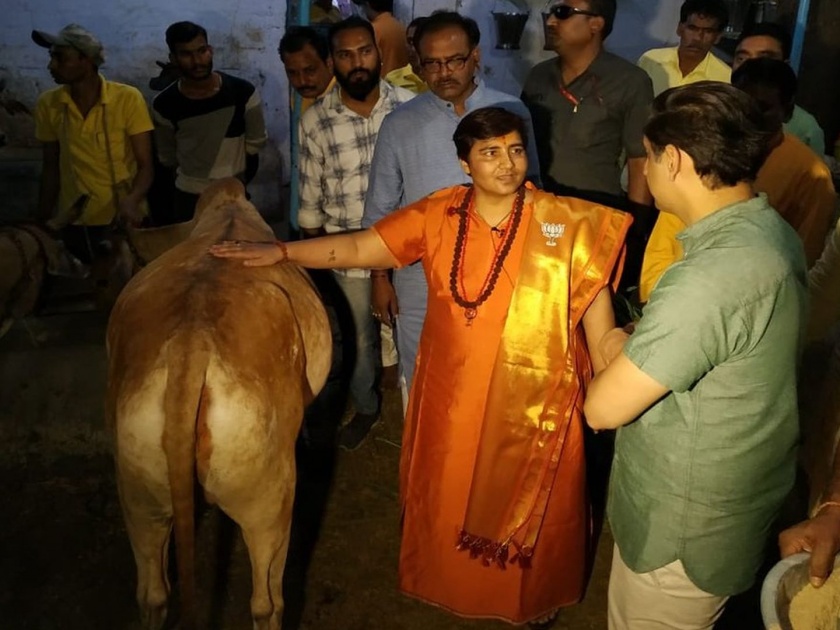 Cow urine cures cancer, claims Sadhvi Pragya Singh | गोमुत्राने कॅन्सर बरा होतो, साध्वी प्रज्ञा सिंह यांचा दावा