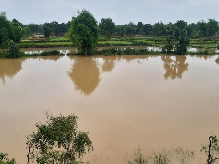 Rain lashed Bhandara district; Crop damage, vigilance warning to riverside villages | जिल्ह्याला पावसाने झोडपले; शेतपिकाचे नुकसान, नदीकाठावरील गावांना सतर्कतेचा इशारा