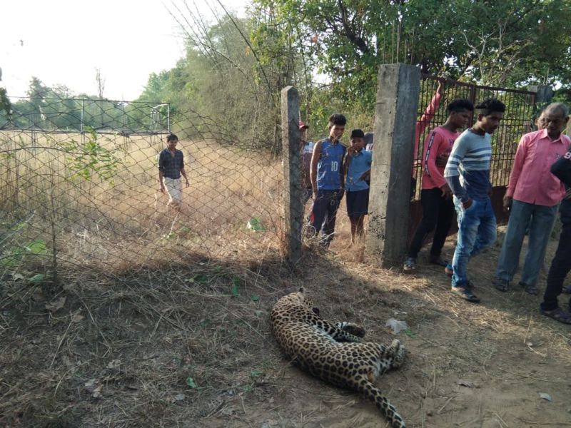 Leopard was found dead in Gondia district | गोंदिया जिल्ह्यात बिबट मृतावस्थेत आढळला
