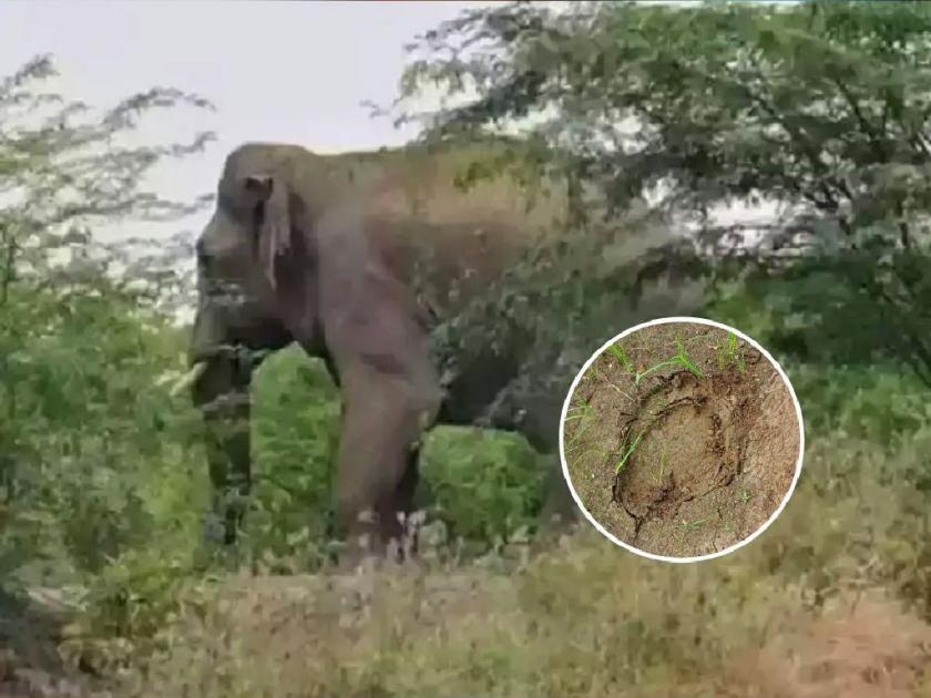 Savli-Brahmapuri forest entry of angry tusked elephant, panic among citizens | सावली-ब्रह्मपुरी जंगलात चवताळलेल्या हत्तीचा शिरकाव, नागरिकांत दहशत