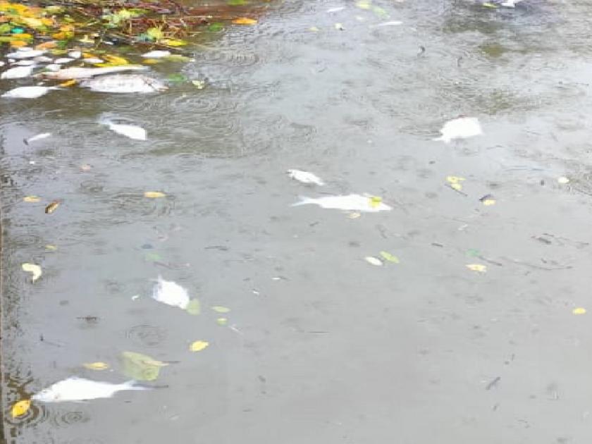Dead fish pile up again in Dabhol Bay, Pollution Control Board officials took dead fish and water samples for examination | Ratnagiri: दाभोळ खाडीत पुन्हा मृत माशांचा खच, प्रदूषण नियंत्रण मंडळाकडून पंचनामा