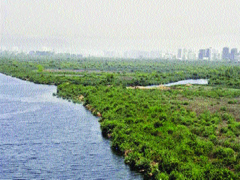 Mangros jetty will be installed in Dahisar | दहिसरमध्ये उभारणार मँग्रोज जेट्टी