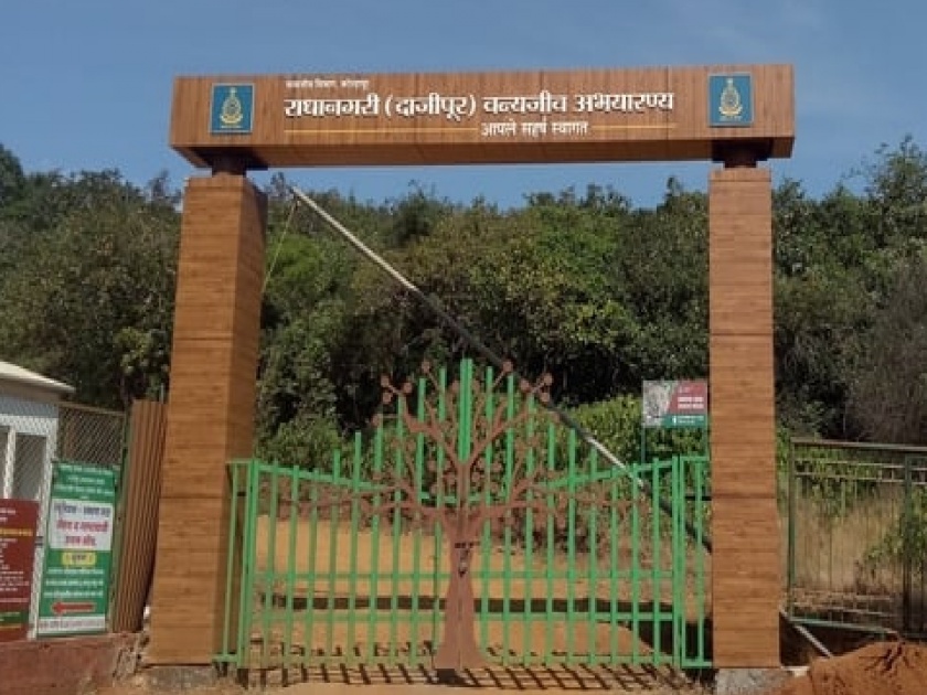 Dajipur Jungle Safari in Radhanagari Sanctuary is closed for tourists | Kolhapur News: दाजीपूर जंगल सफारी पर्यटकांसाठी बंद
