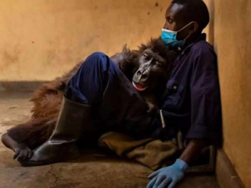 Gorilla from viral selfie dies in arms of caretaker who rescued her | ज्याने १४ वर्षाआधी वाचवलं, गोरिल्लाने त्याच्याच कुशीत घेतला अखेरचा श्वास; हृदयद्रावक फोटो