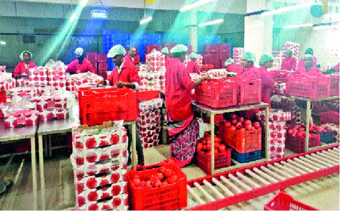Pomegranate exports declined due to higher prices in the local market in Solapur | सोलापूरच्या स्थानिक बाजारपेठेत भाव मिळाल्याने डाळिंबाची निर्यात घटली