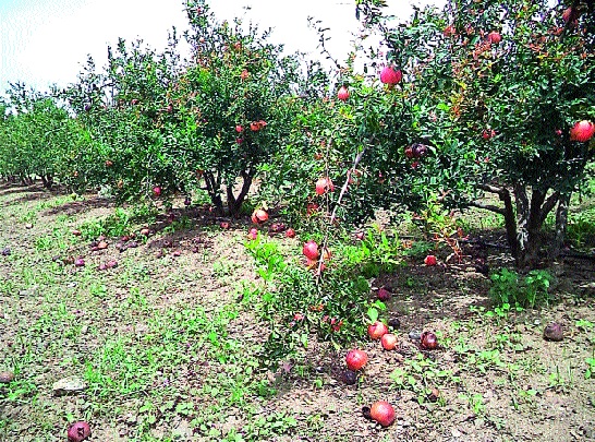  Exporters to become pomegranate growers! Double-triple profit: Selling yourself without trading | डाळिंब उत्पादकच बनणार आता निर्यातदार! दुप्पट-तिप्पट लाभ : व्यापाऱ्याला न देता स्वत:च करणार विक्री