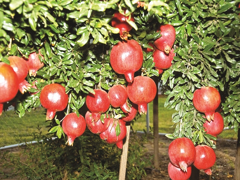 Theft of three million pomegranates | तीन लाखांच्या डाळिंबाची चोरी